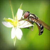 /album/trowelsize0/photolia-a02-jpg/