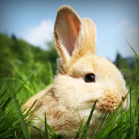 /album/trowelsize0/photolia-a03-jpg/